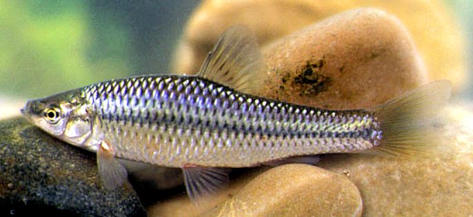Pseudorasbora parva_03.jpg